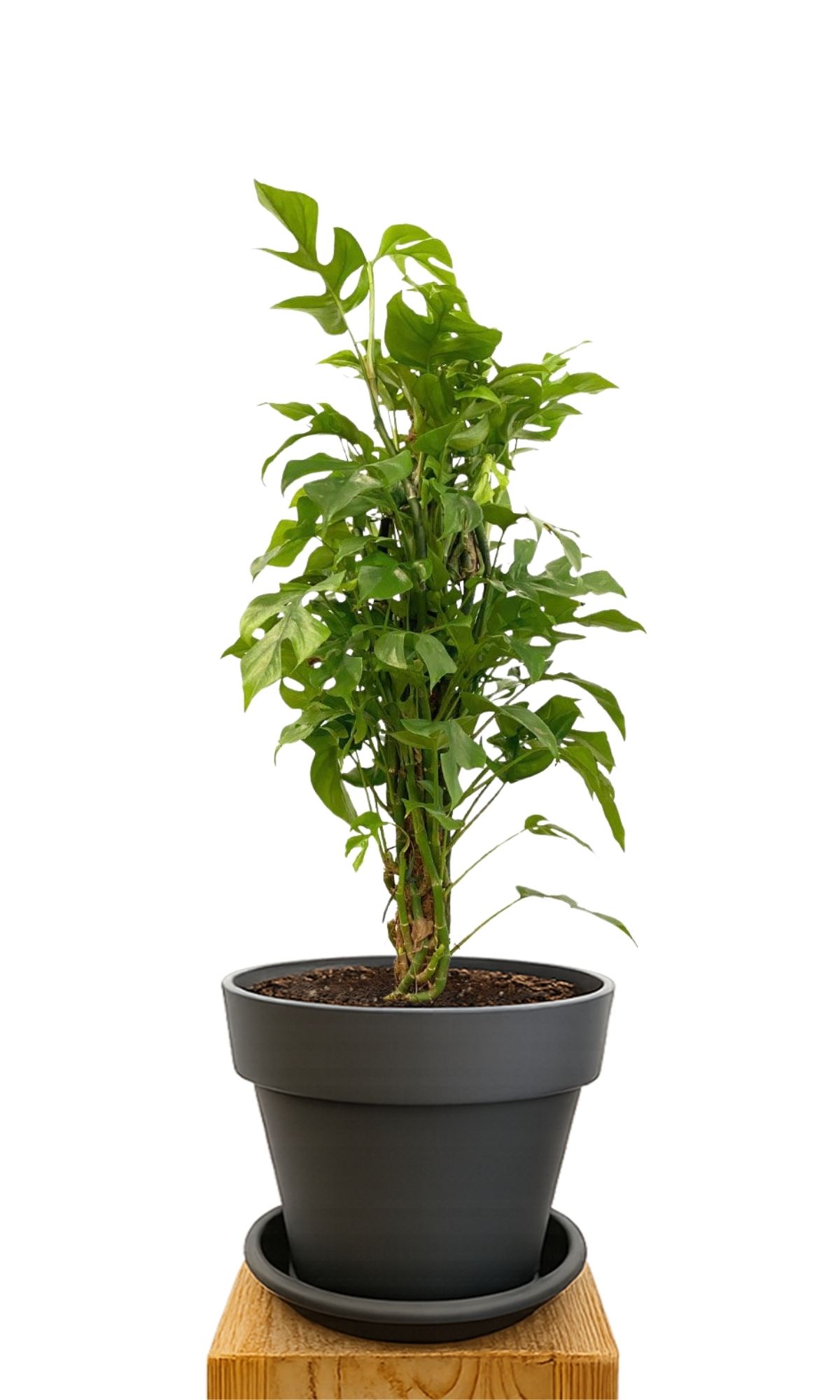 Plant kit 30 Anthracite